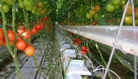 Topraksız domates nasıl yetişir?